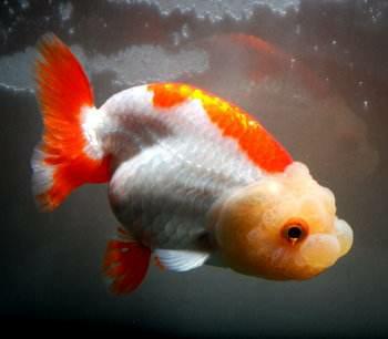 兰寿都是短尾巴吗,兰寿为什么短尾