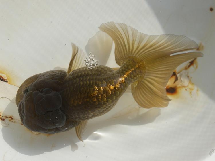 兰寿都是短尾巴吗,兰寿为什么短尾