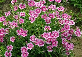 花语大全喜欢的赶紧收藏起来,花语大全100种花的花语象征爱情