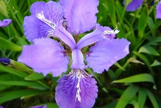 花语大全喜欢的赶紧收藏起来,花语大全100种花的花语象征爱情