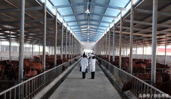 养牛用的预混料怎么喂牛效果好,养牛还要给牛打针吗