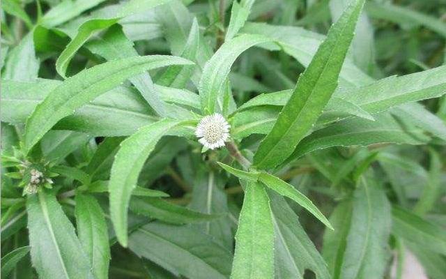 墨旱莲草的功效和用法,植物墨旱莲图片大全