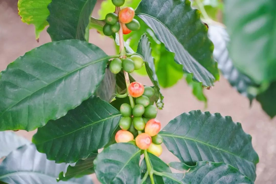 你看起来真好吃日语,你看起来真好吃2中文版