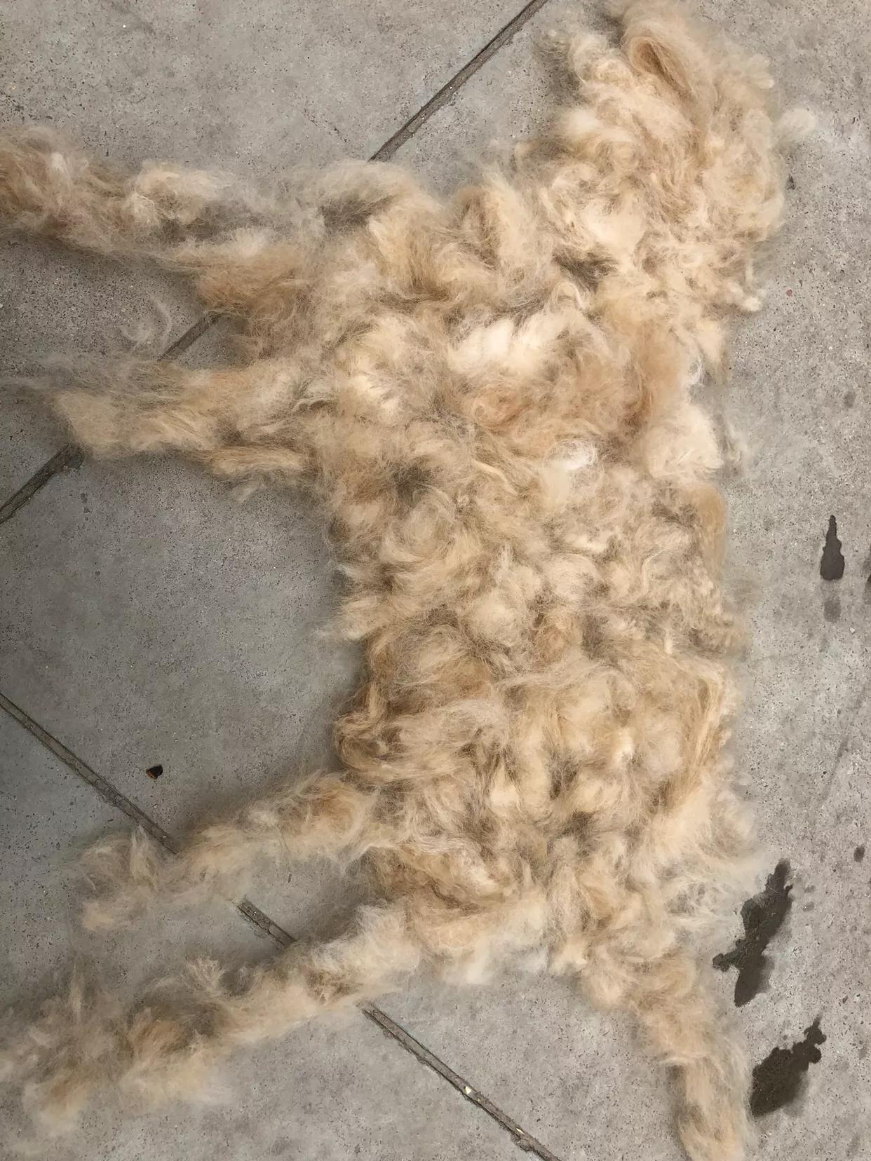 如果你孤独就养只宠物,如果你孤独了就养只狗狗吧