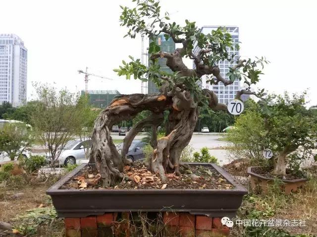 原生桩造型,原生苗盆景定型