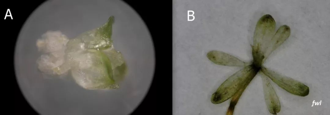 黑藻怎么形成的,黑藻叶结构示意图