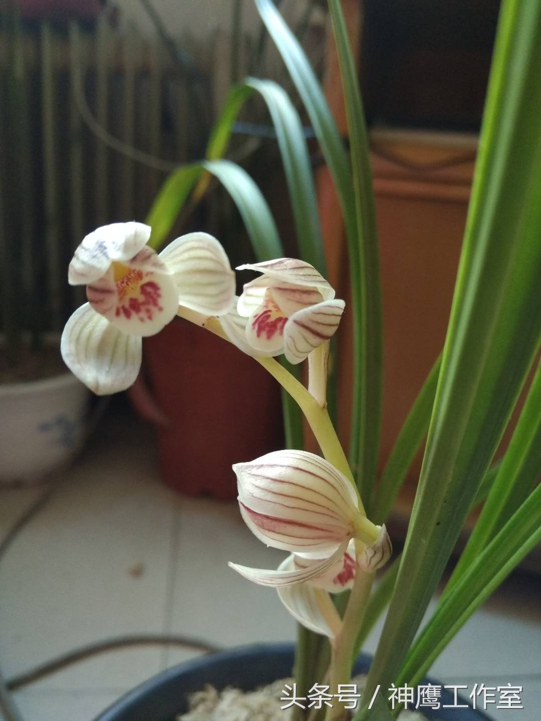 兰花淋雨注意事项大全,兰花可不可以淋雨