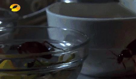 蟑螂怎么把它弄死,怎么把蟑螂给弄死