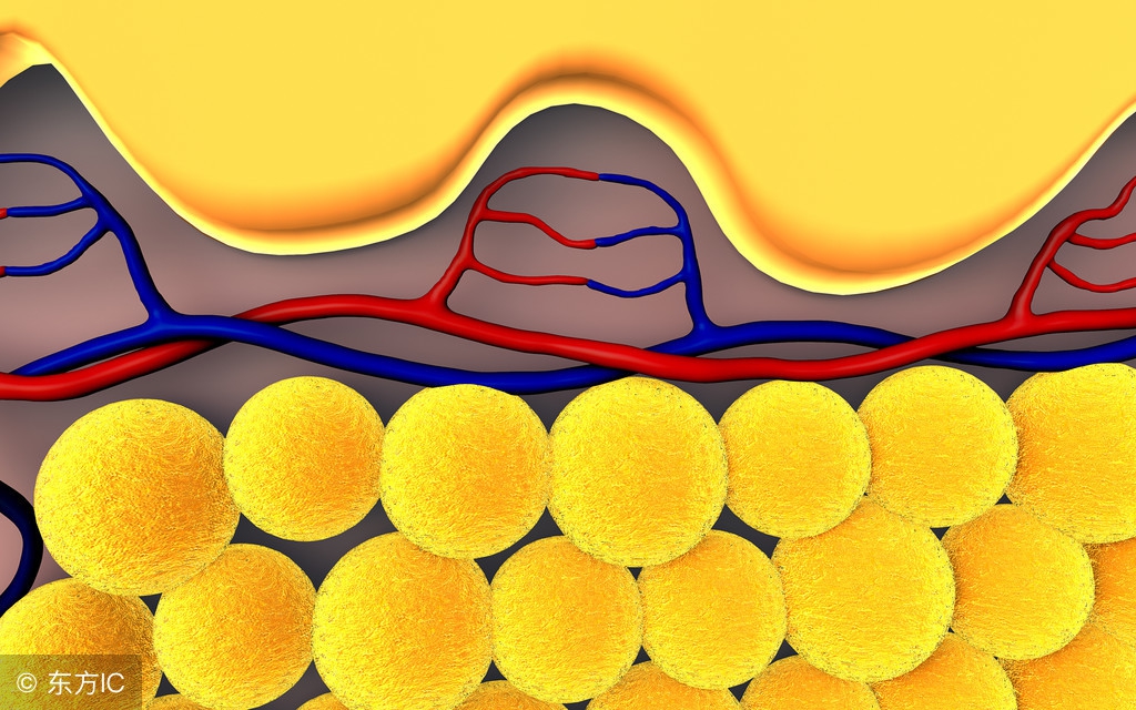 为什么减肥时不会饿死却会低血糖？如何击溃脂肪避免反弹？