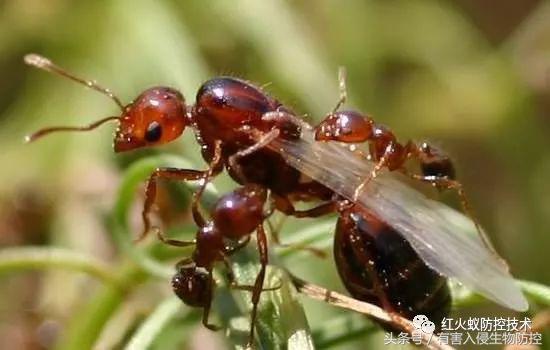生物入侵红火蚁视频,红火蚁为什么是入侵物