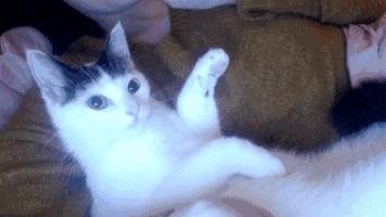 我家猫被别的猫打了,猫被别的猫打了我帮它报仇