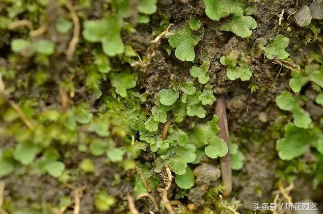 苔藓王国,奇妙的苔藓世界