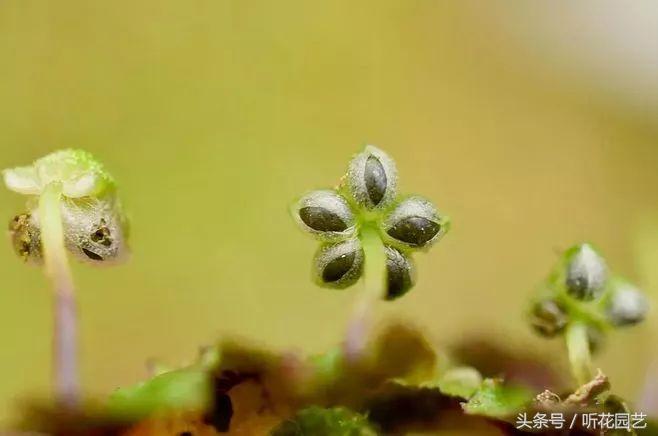 苔藓王国,奇妙的苔藓世界