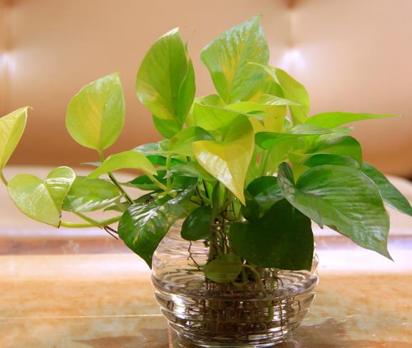 水养绿萝用什么药片养,吊兰绿萝玻璃瓶水养