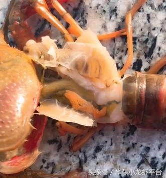 小龙虾如何判断受孕母虾,如何分辨小龙虾是不是准备产卵