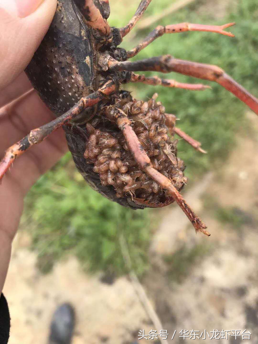 小龙虾如何判断受孕母虾,如何分辨小龙虾是不是准备产卵