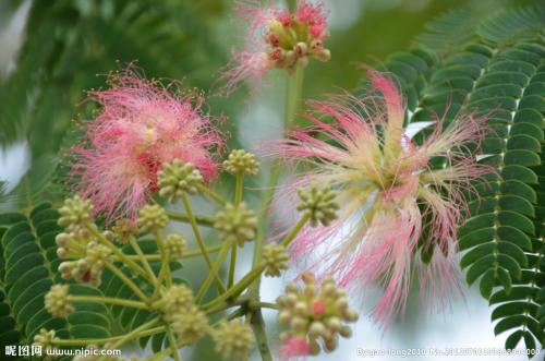 养花方法大全,花店一般怎么养花护花