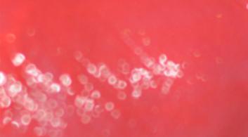 爱丽小屋气垫唇釉7号色,爱丽小屋pp501唇釉