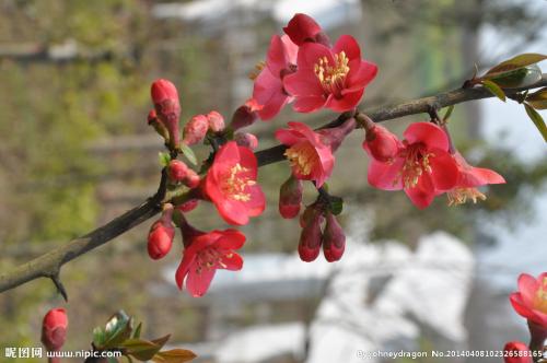养花方法大全,花店一般怎么养花护花