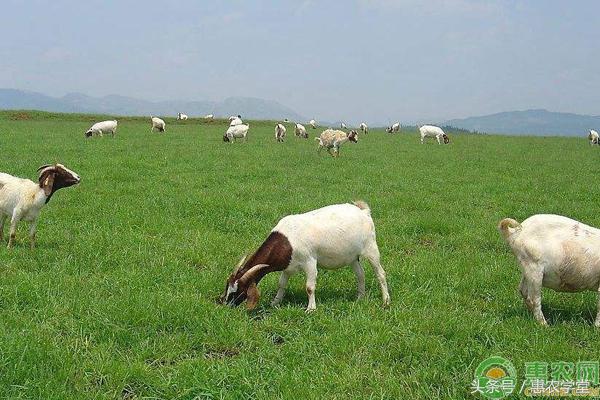 羊体内寄生虫用什么药去,羊寄生虫的治疗方法讲解
