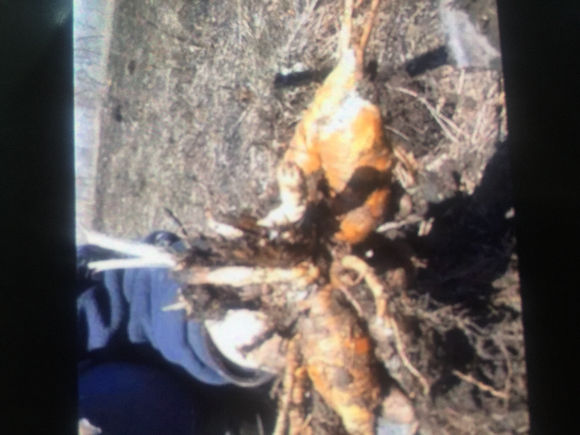 你认识狼毒吗?狼毒有什么秘密,你知道吗?