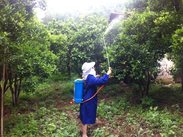 果树烂根小妙招视频,莲雾果树水浇太多烂根能救活吗