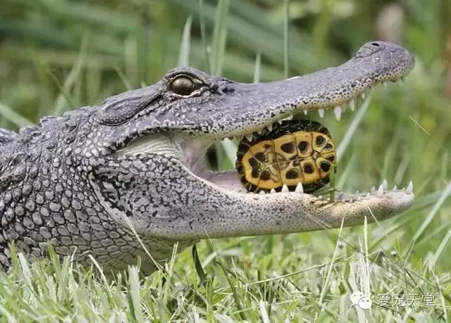 玻璃缸养龟注意事项,养龟的日常生活注意事项