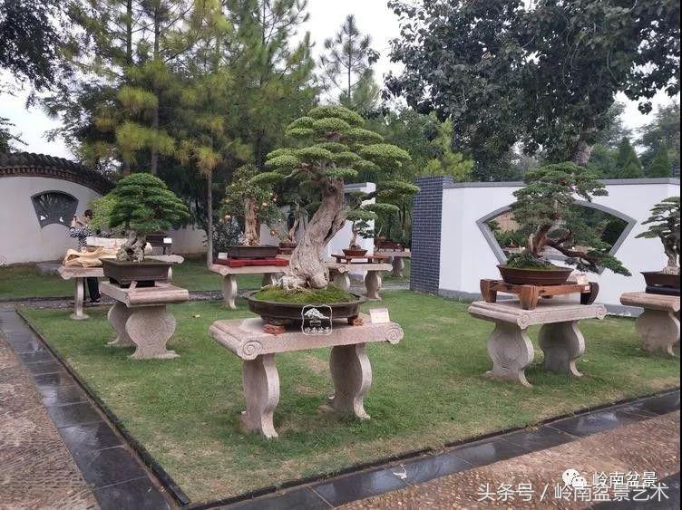 百年精品流苏老桩盆景,精品南天竺盆景