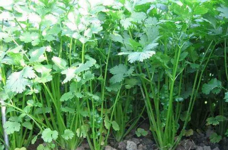 想要种出好香菜一定要注意这六点,香菜种起来手把手教您种香菜