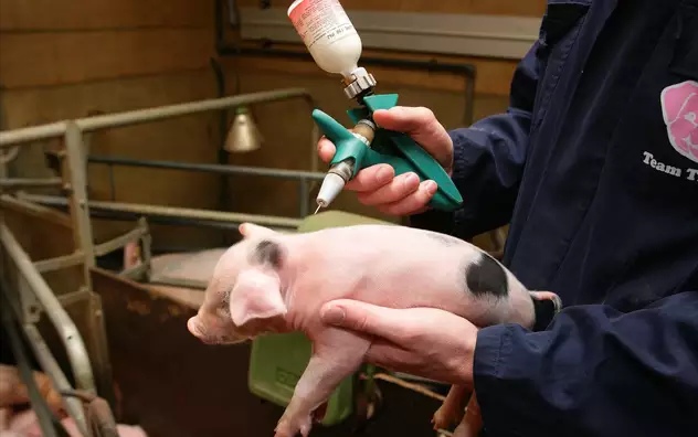 仔猪拉稀呕吐怎么处理,仔猪拉稀呕吐用什么中药好