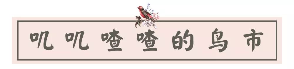 夫子庙花鸟鱼虫市场回忆,夫子庙花木鱼虫市场