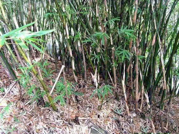 日本人用小竹子做鱼竿去小沟钓鱼,钓鱼人手工制作竹子鱼竿