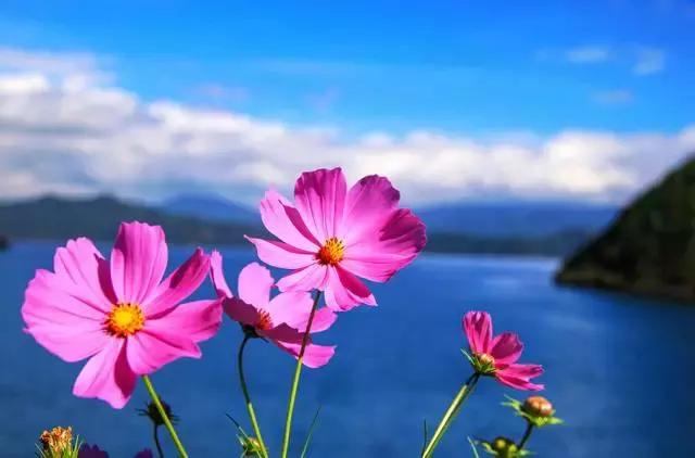 泸沽湖为什么适合一个人去,大理古城和泸沽湖哪个更值得一去