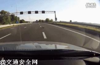 高速上遇到动物了正确处理方法,救命贴