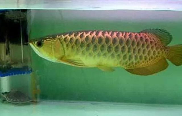 金龙鱼突然不爱游了,金龙鱼生病的原因