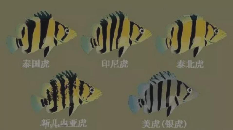 虎鱼的饲养视频,虎鱼的饲养视频播放