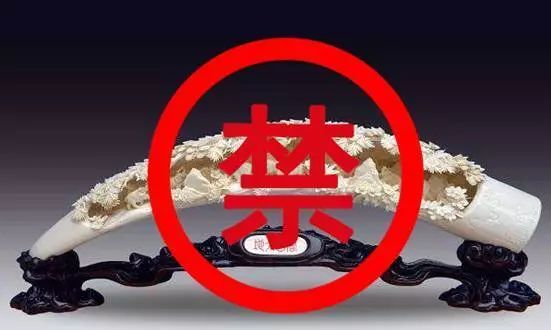 专栏｜用进化来躲避追杀！大象也学会“自救”了？