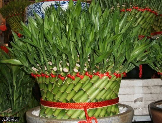 富贵竹叶子发黄怎么处理补救,养了几年的水竹叶子发黄怎么修剪