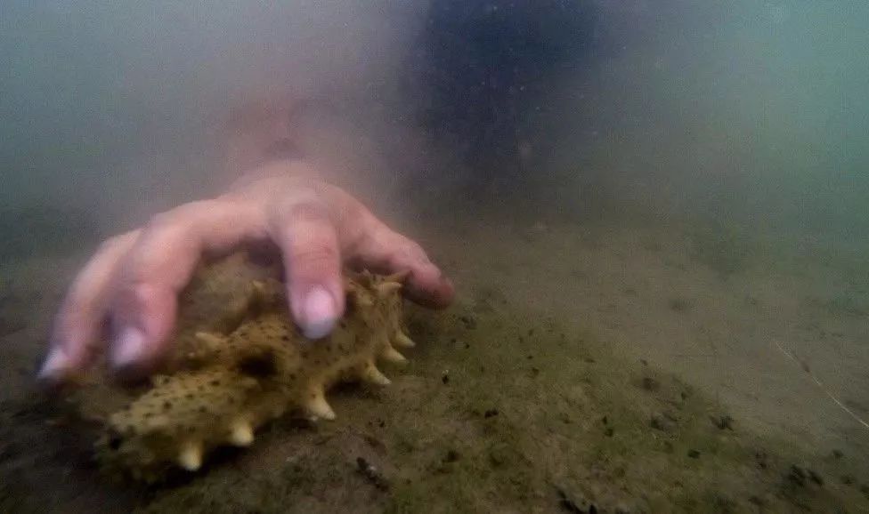 白菜价买海参,白菜价买黄金骗局