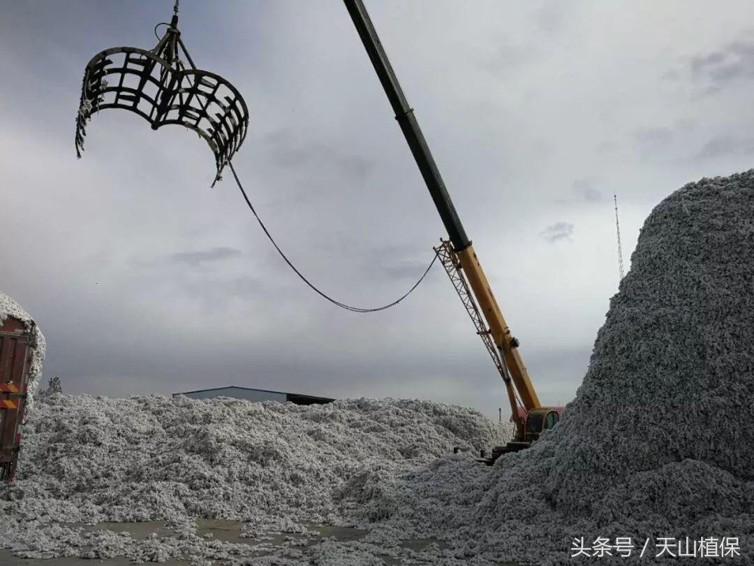 2022年籽棉目前价格,南北疆籽棉收购价格表