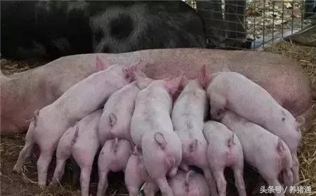 如何预防猪腹泻脱水,引起猪腹泻有哪些原因