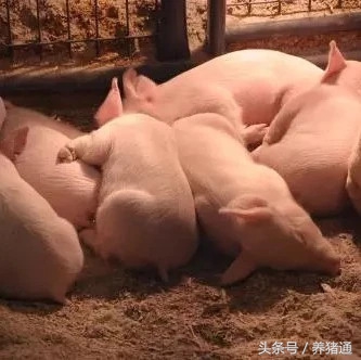 猪秋季腹泻怎么预防效果最好,引起猪腹泻的原因