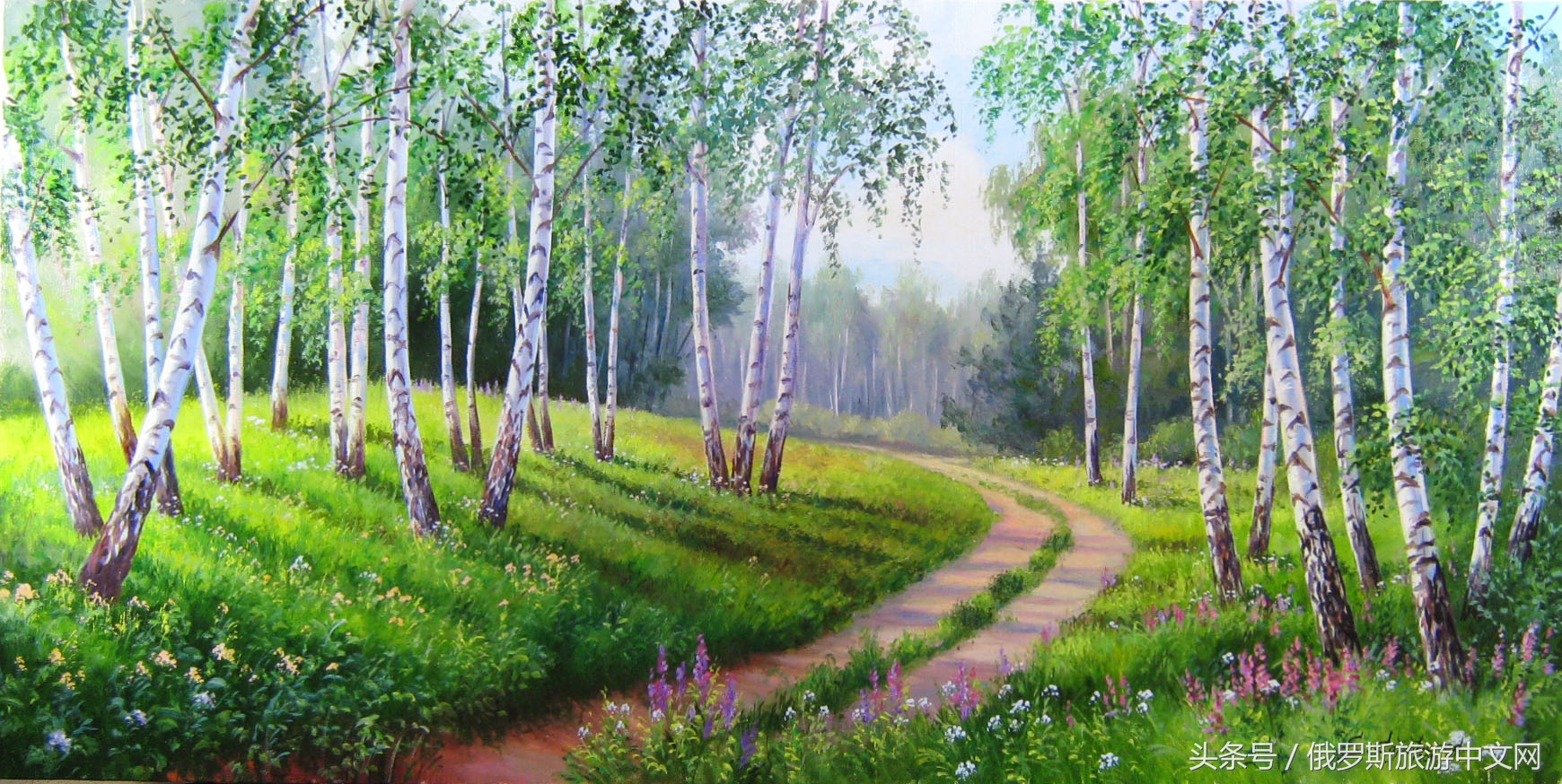 俄罗斯白桦林风景,俄罗斯白桦林视频