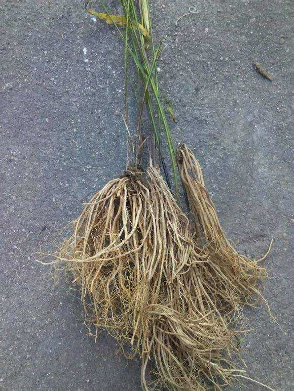 中药材徐长卿的简笔画,中药材徐长卿图片