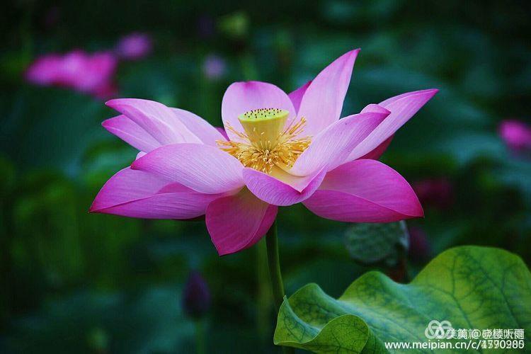 《白浪情丰收节、中秋节、国庆节休闲晚会》优秀作品选登