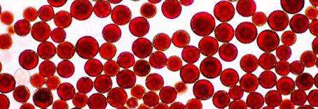 虾青素价格多少钱一吨,虾青素价格一般多少钱