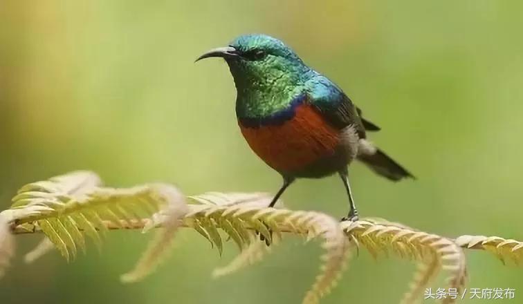 天府新区国庆哪里玩,国庆假期游玩攻略成都天府新区