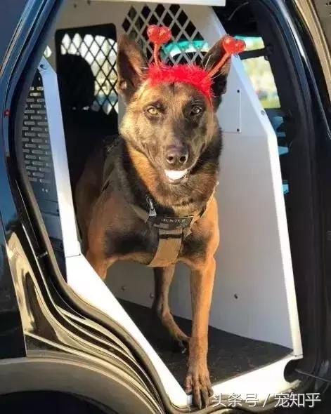 养马犬的十大优缺点,养马犬一般是拿来干嘛