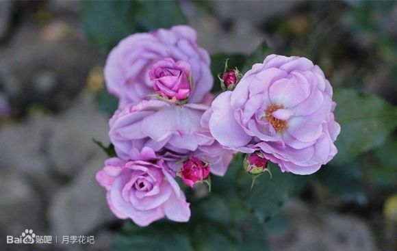 蓝紫色月季品种,39种紫藤品种