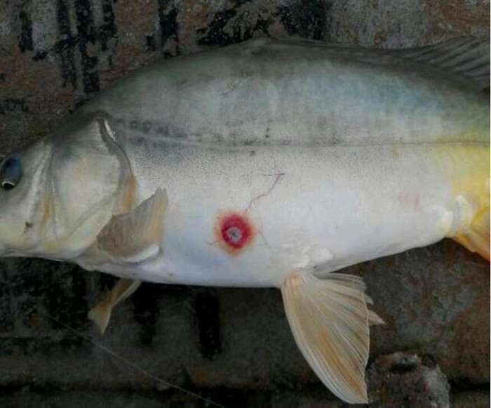 钓到了一条奇怪的鱼像是恐龙,钓到一条鱼样子很奇怪